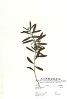 藏品(白千層)的圖片